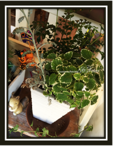 鉢植え1