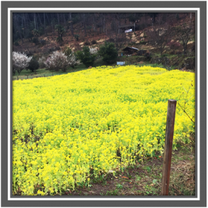 菜の花